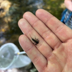 Eintagsfliegenlarve