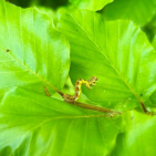 Raupe